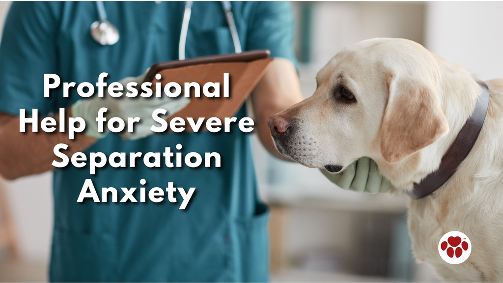 Professional Help for Severe Separation Anxiety
