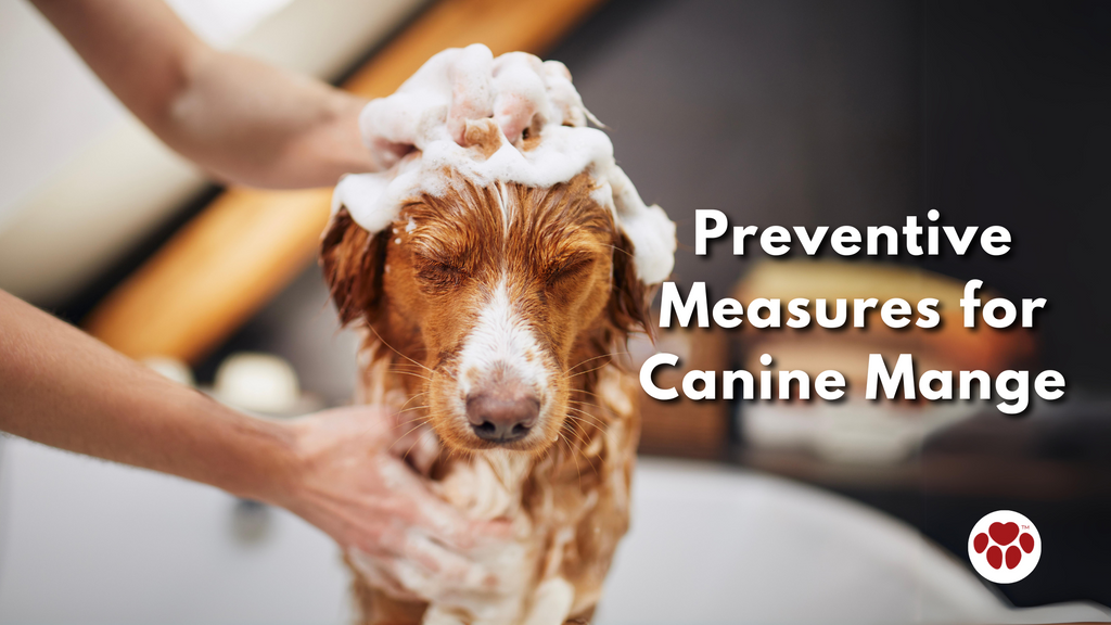 Preventive Measures for Canine Mange