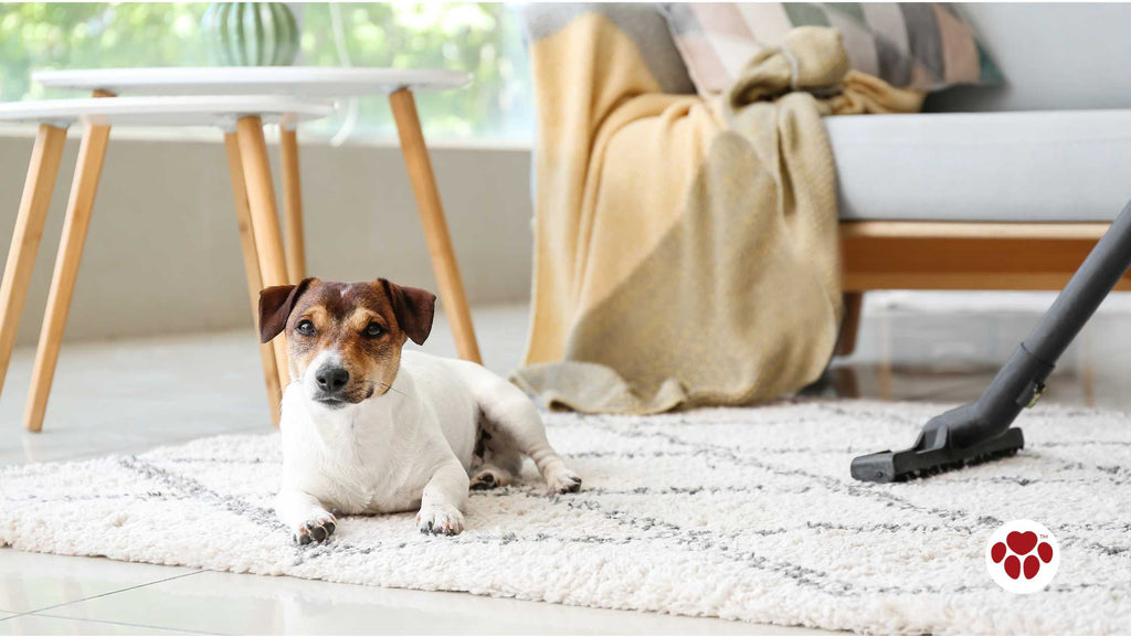 a dog owner cleaning the house