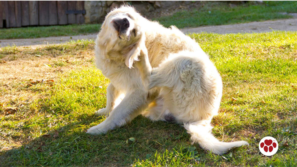 a dog scratching ears