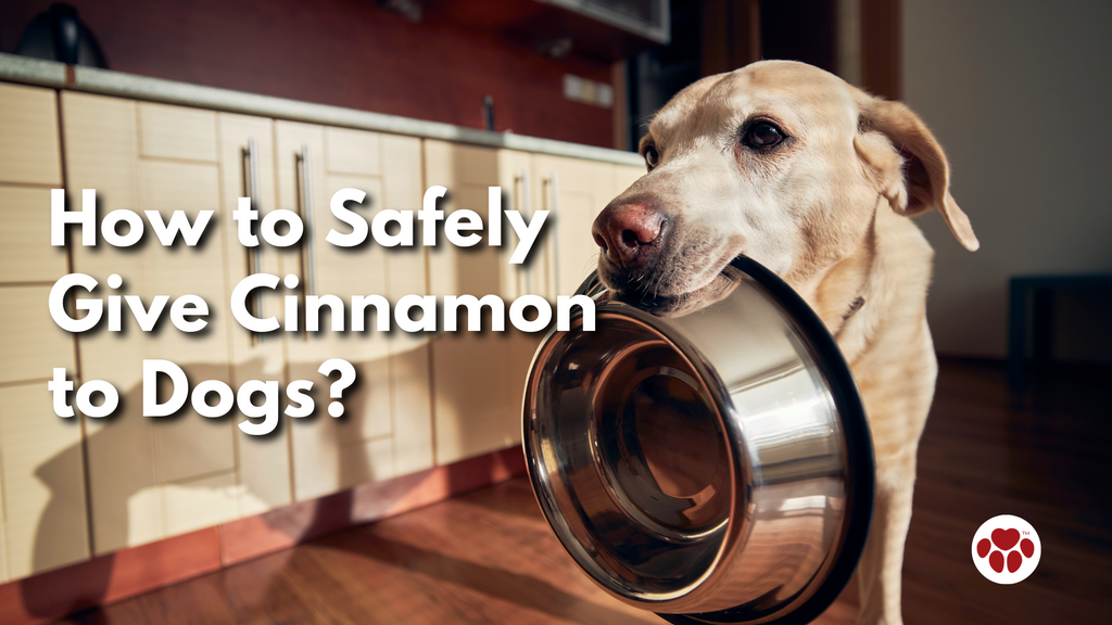 How to Safely Give Cinnamon to Dogs?