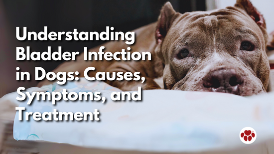 Understanding Bladder Infection in Dogs: Causes, Symptoms, and Treatment