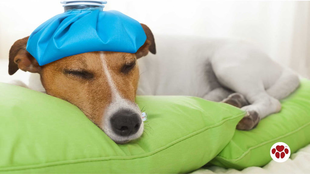 a dog with cold compress