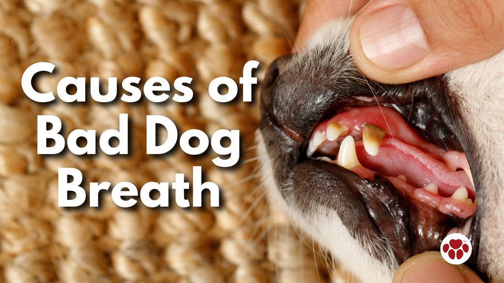 What Causes Bad Dog Breath?