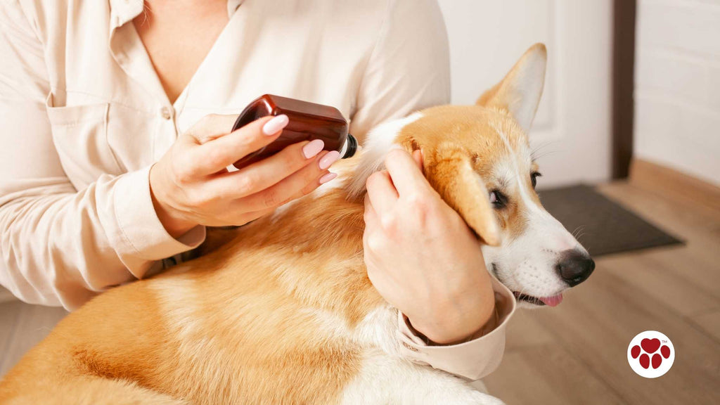 a dog with fleas being treated