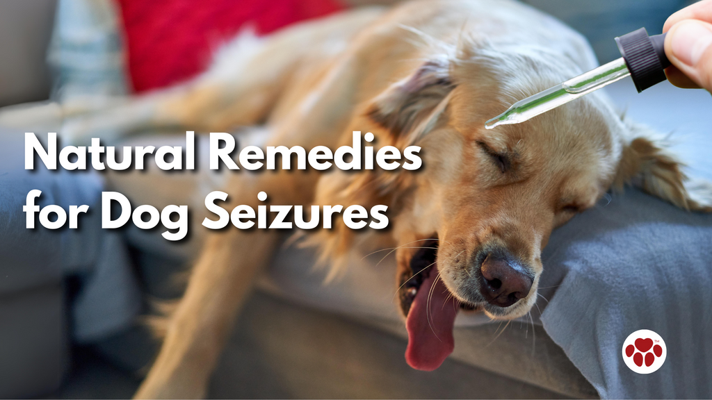Natural Remedies for Dog Seizures