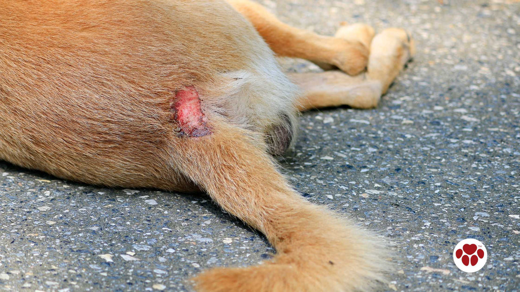 a dog with skin hot spots