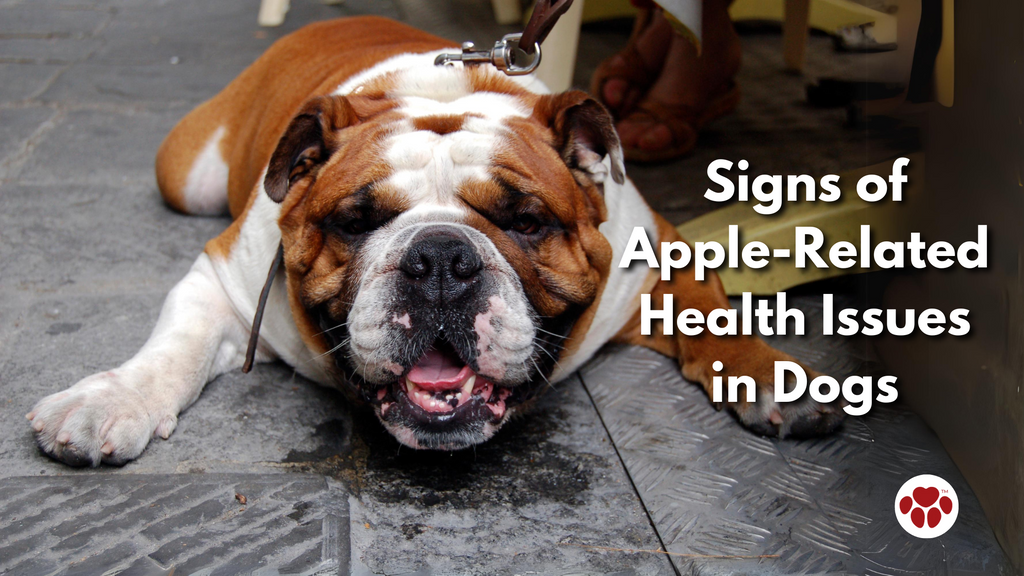 Signs of Apple-Related Health Issues in Dogs