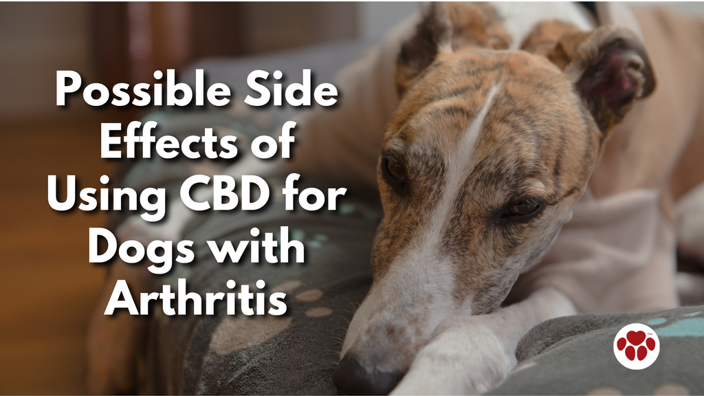Side Effects of Using CBD for Dogs with Arthritis