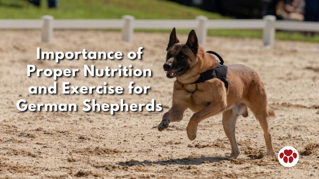 German Shepherd at Training
