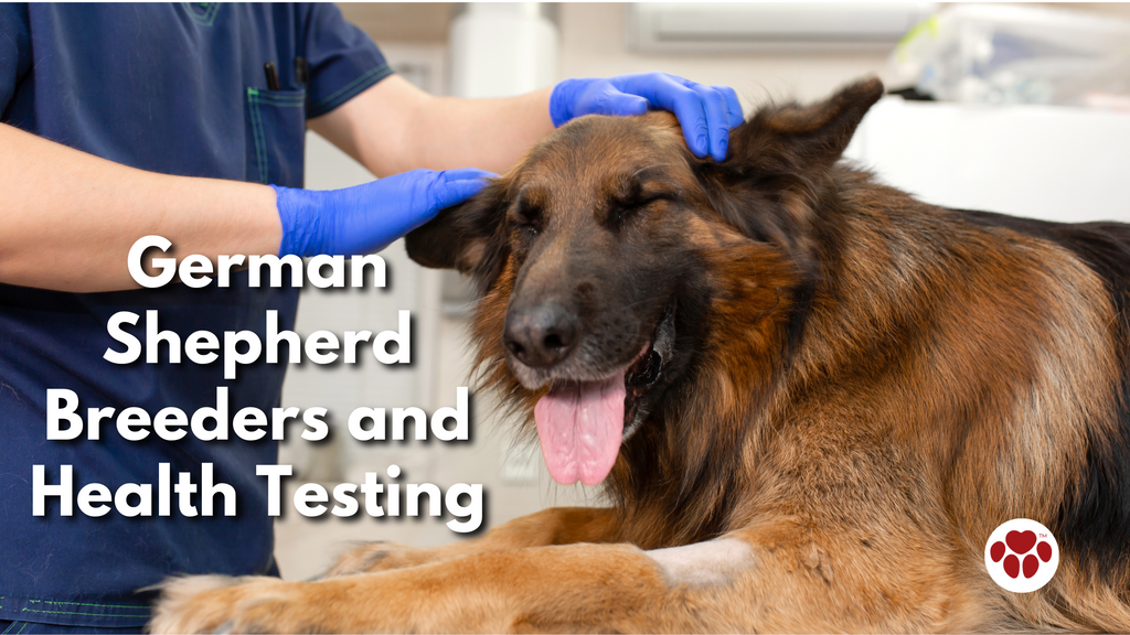 German Shepherd Breeders and Health Testing