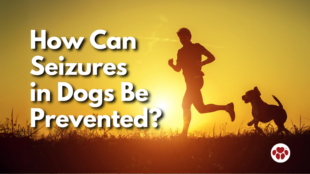 How Can Seizures in Dogs Be Prevented