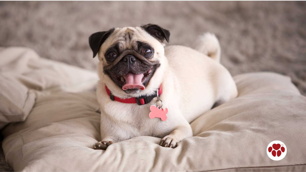 a happy pug