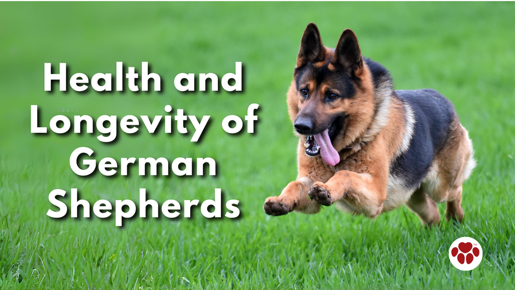 a healthy german shepherd