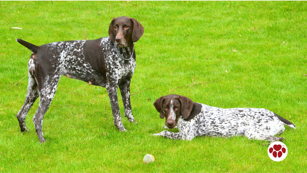 a male and female dog