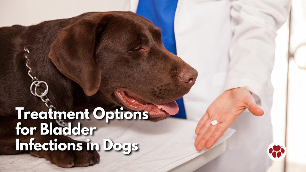 Treatment Options for Bladder Infections in Dogs