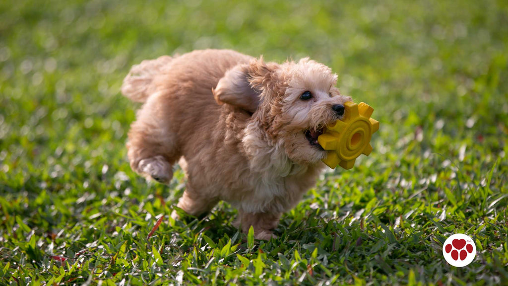 a playing Toy Poodle