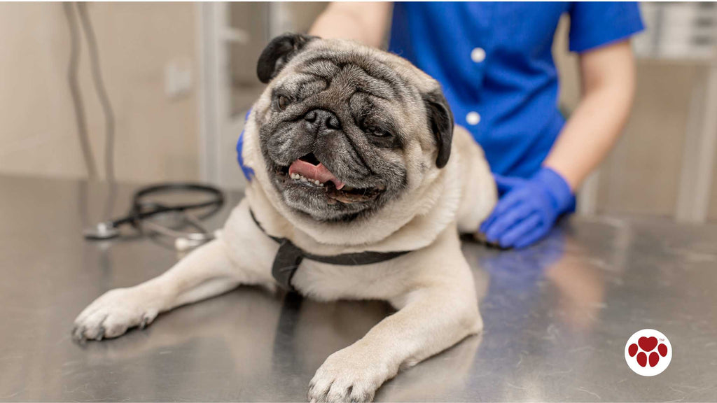 a pug at vet clinic