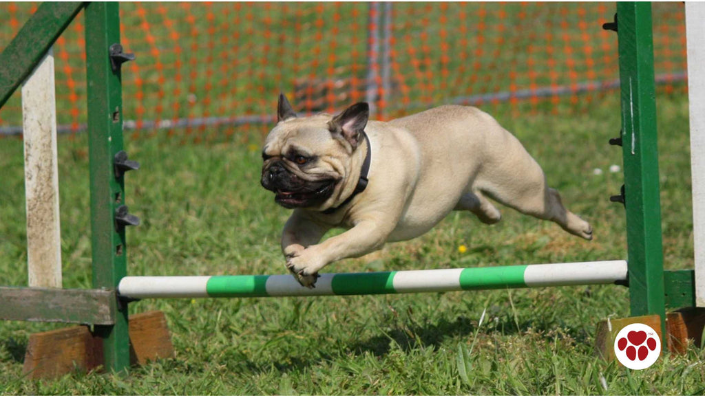 a pug in training