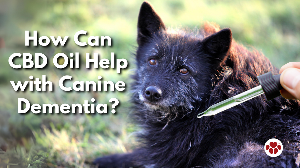 a senior dog with dementia being given CBD Oil