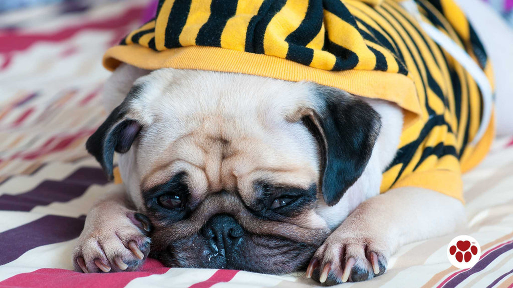 a sick pug