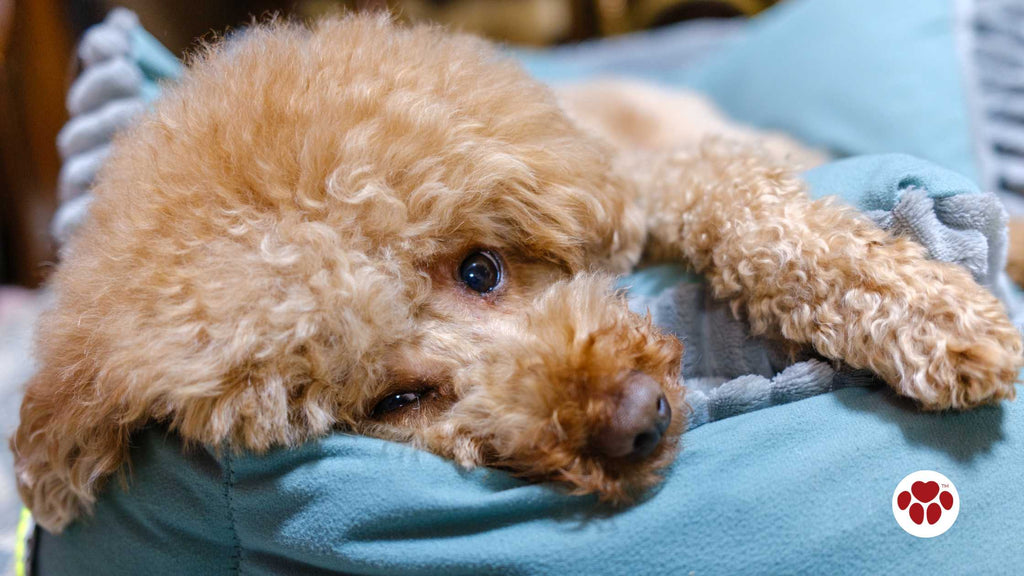 a sick toy poodle