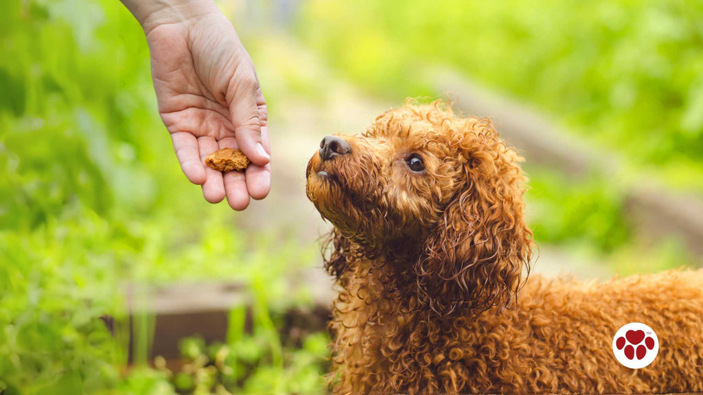 a toy poodle being given treats