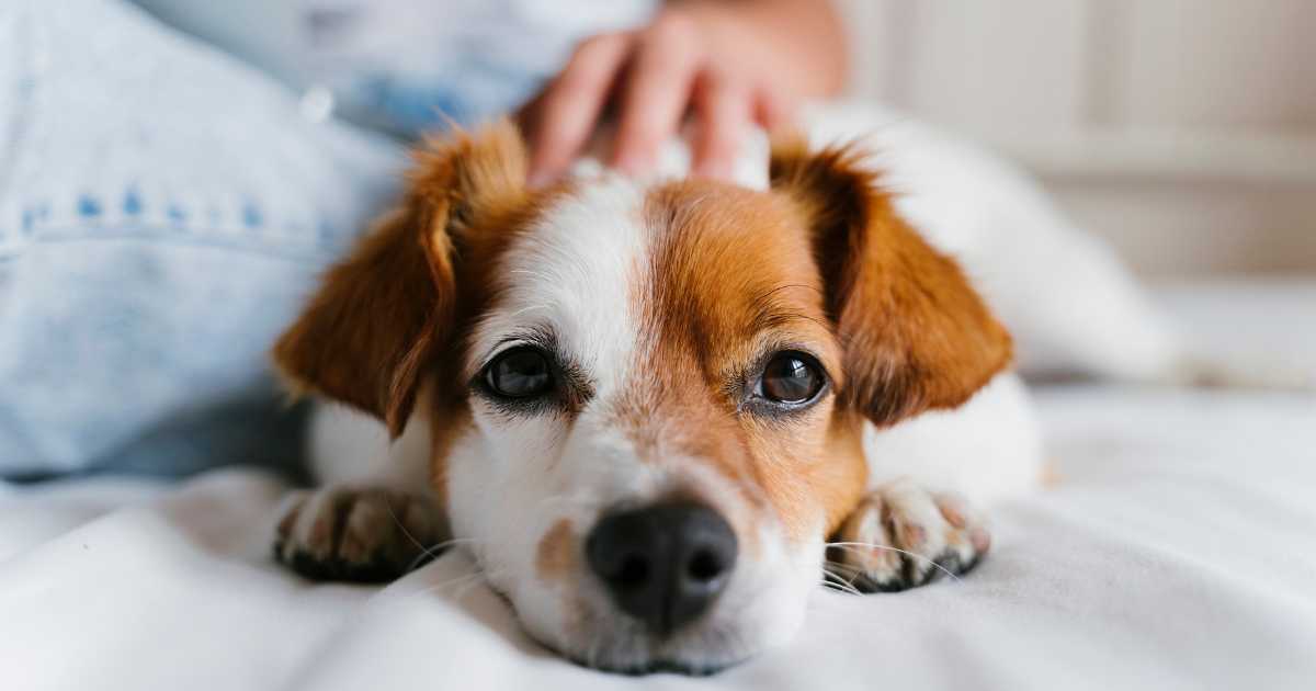 An Owner Petting a Dog