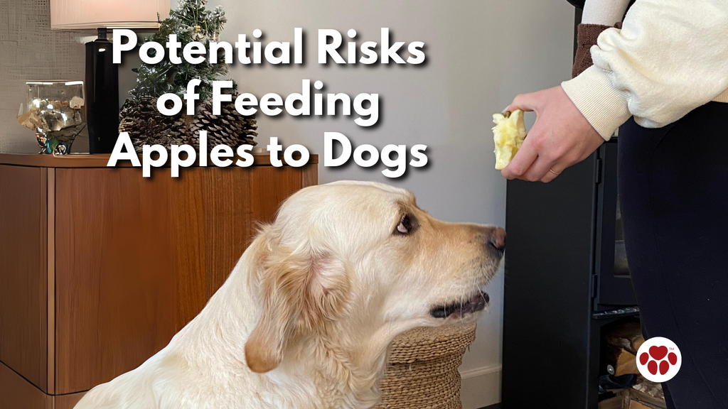 Potential Risks of Feeding Apples to Dogs