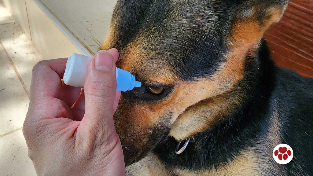 an eye drops put to a dog