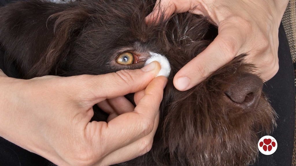 an eye drops put to a dog