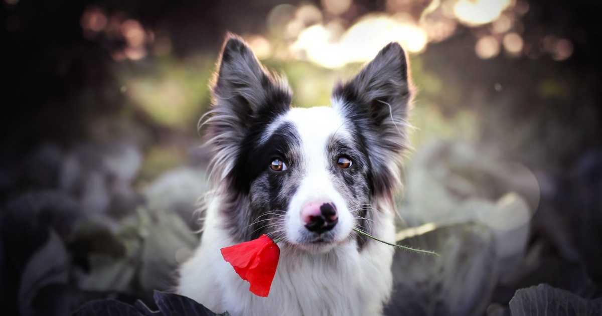 Australian Shepherd Corgi Mix with a flower on mouth