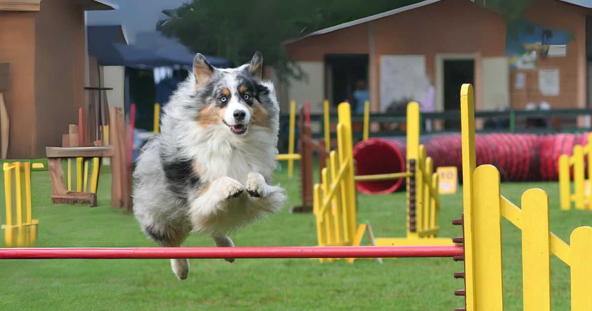 Australian Shepherd Corgi Mix playing