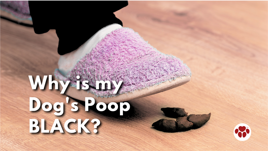 Why is my Dog's Poop Black?