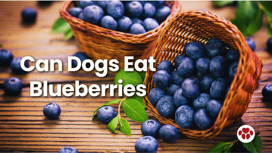 Can Dogs Eat Blueberries