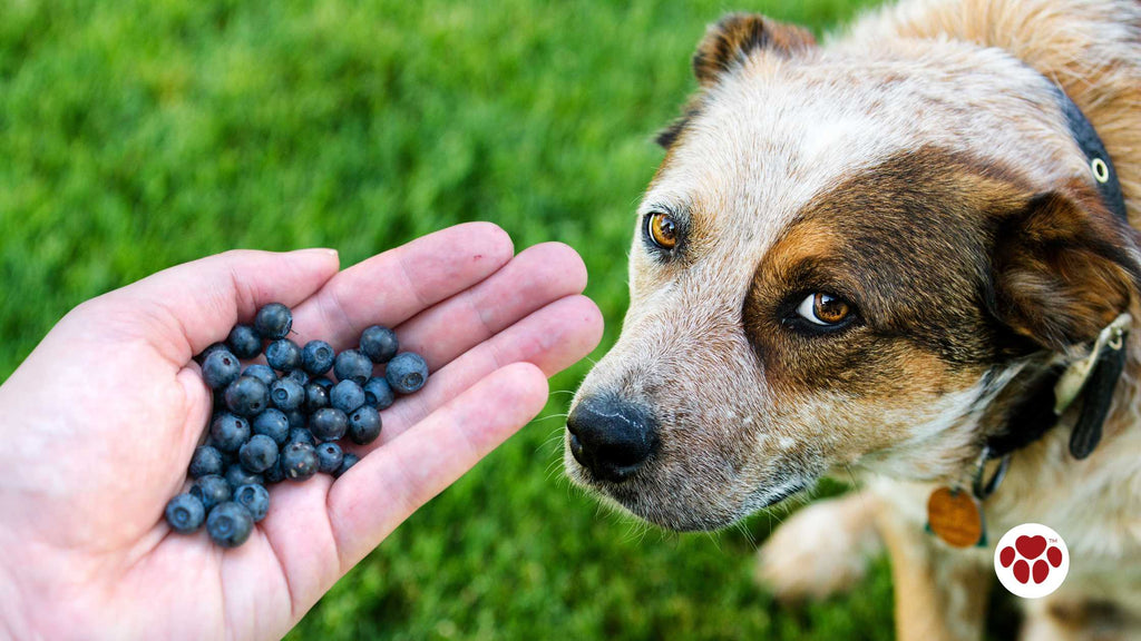 blueberries given to a dog