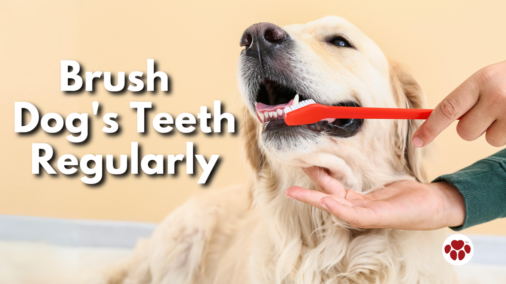Brushing Dog's Teeth Regularly