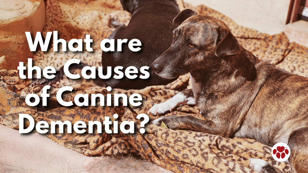 causes of canine dementia