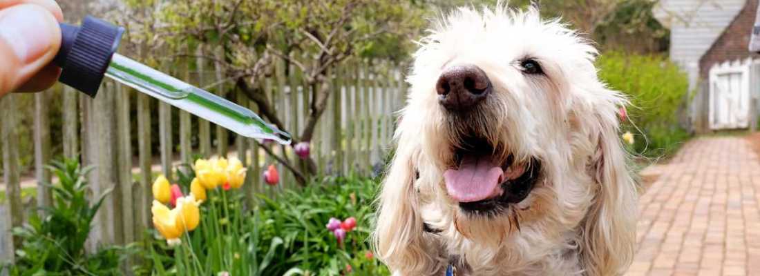 CBD oil given to a senior dog