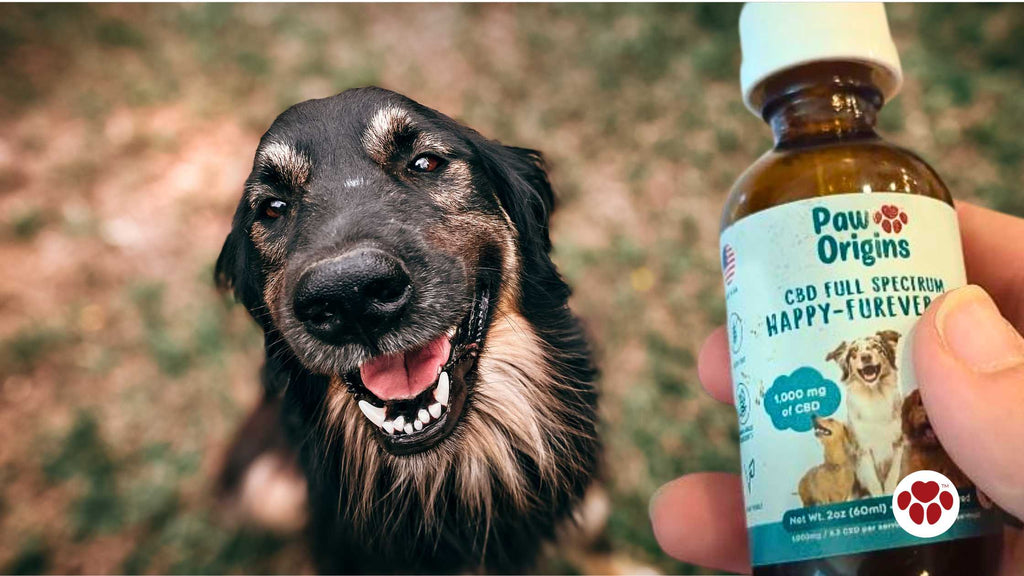 a cbd oil given to a dog