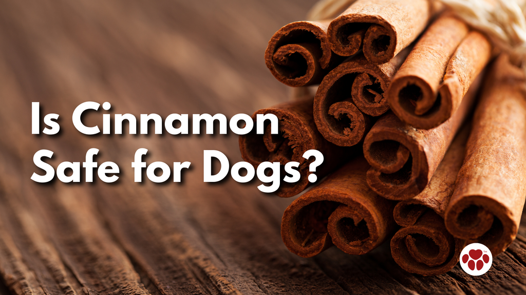 Is Cinnamon  Safe for Dogs?