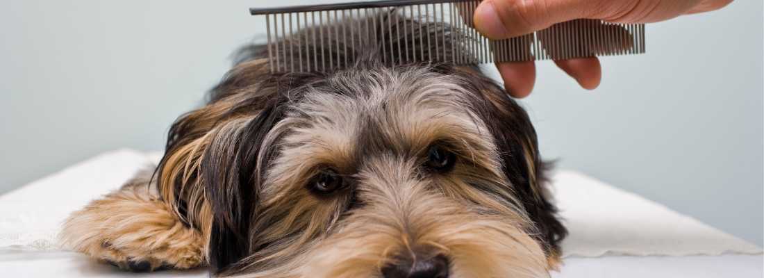 combing a dog