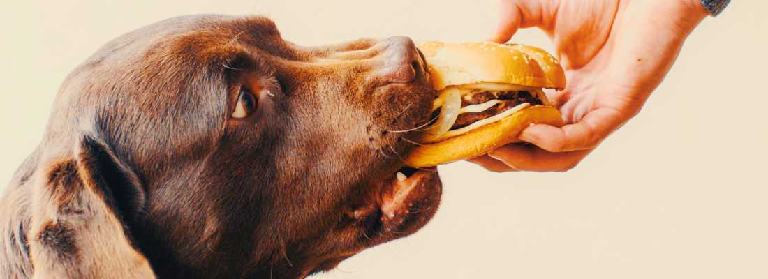 Dog eating cheeseburger