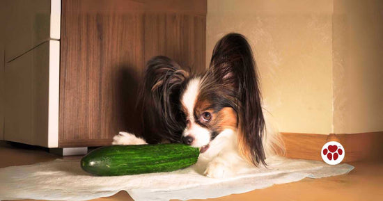 A Dog Eating Cucumber