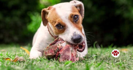 dog eating raw meat