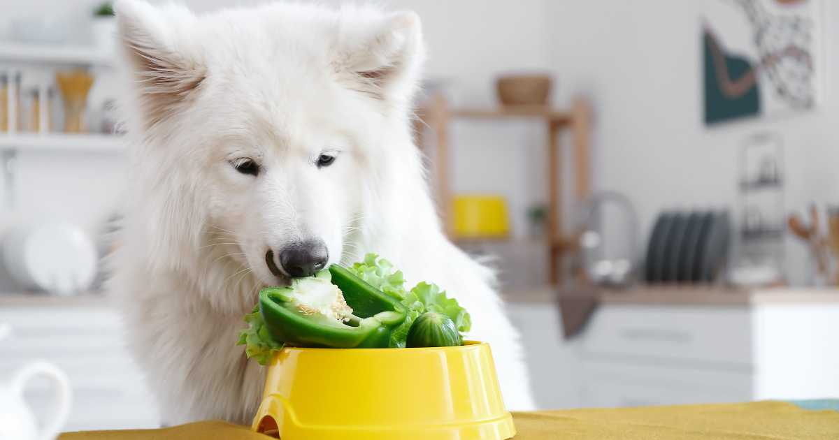 dog eating vegetables