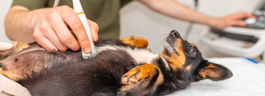 a dog having ultrasound