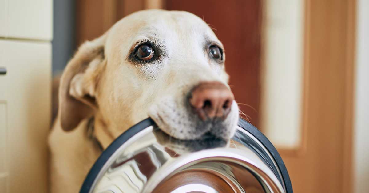 dog waiting for food