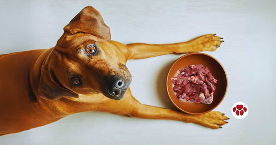 Dog with organ meats on food bowl