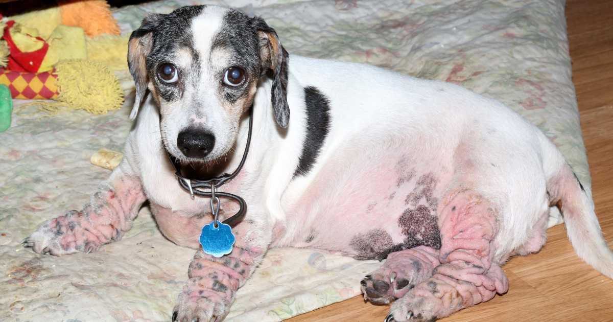 a dog with skin allergy